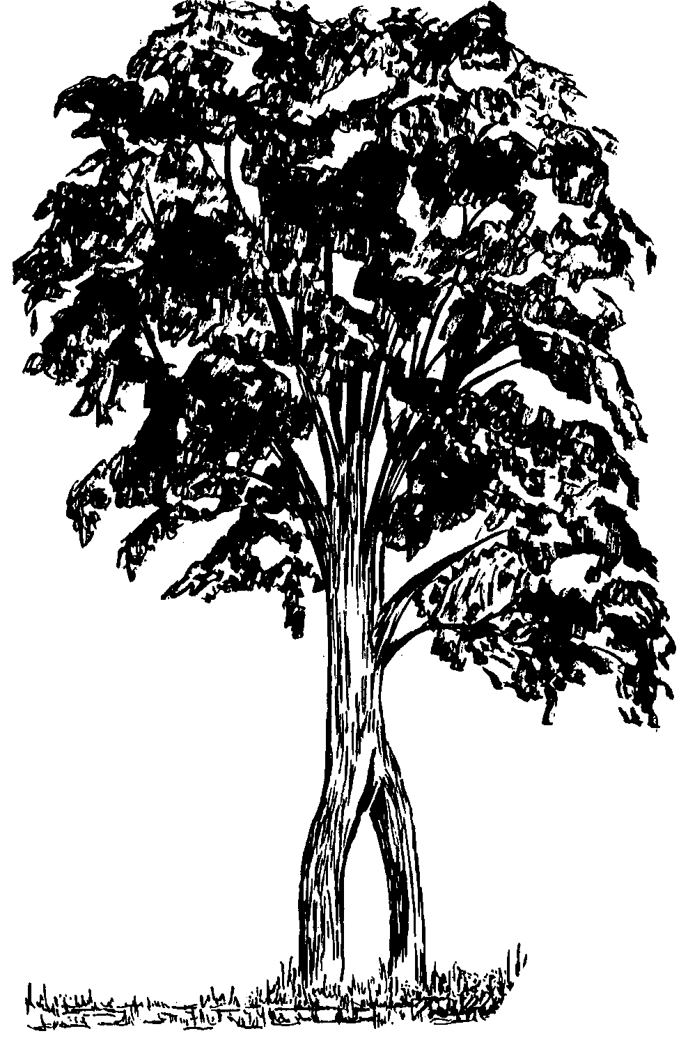 The 			Double Trunk Maple Tree